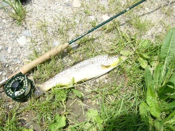 FlyCcs's tweet image. Order your custom rod today! 
#ccs #trout #fiberglass #customrods #flyrod