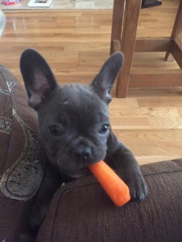 HunnyJax's tweet photo. #HelpFindSTOLENFrenchie 
Female PUP STOLEN
Suspects in DK BLUE PEOPLE CARRIER
https://t.co/E9X09i2DXw
SEEN HER 4 SALE ?
Contact @MPSHarrow https://t.co/coENRD0nOq