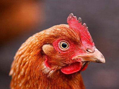 Royal Veterinary College (RVC) tweet media