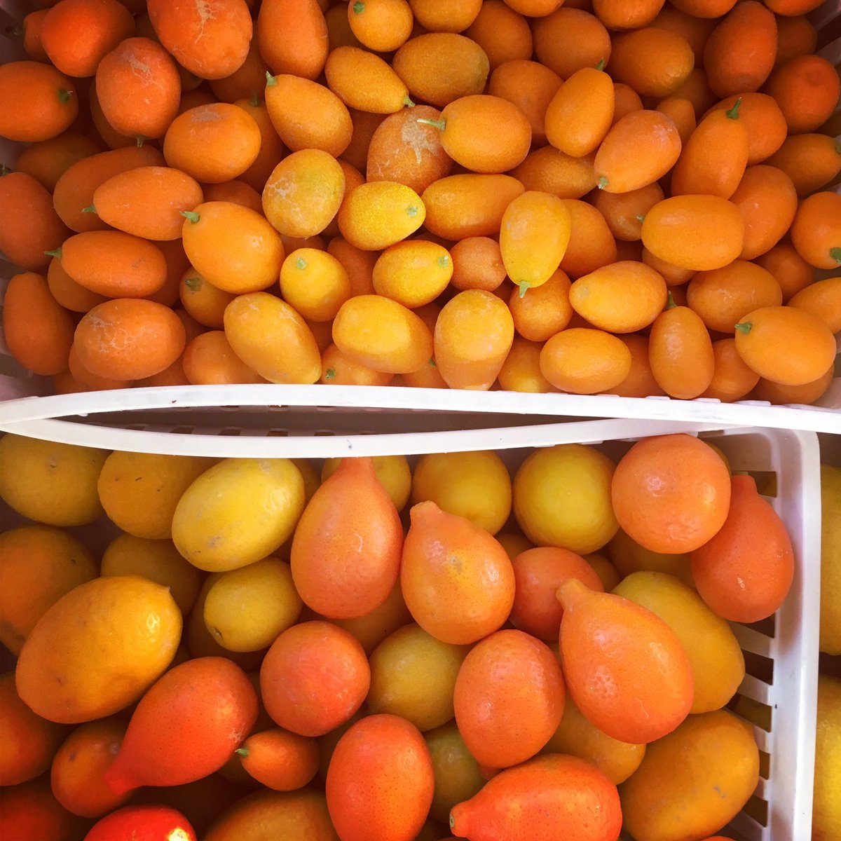 HeirloomFM's tweet photo. #kumquats #mandarinquats #limequats now at the Friday @TrailDustTown #tucsonfarmersmarket. Open til 1p. #citruslove https://t.co/hz0hfNBaK1