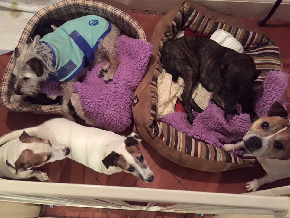 Epsom Canine Rescue 🐶 tweet media