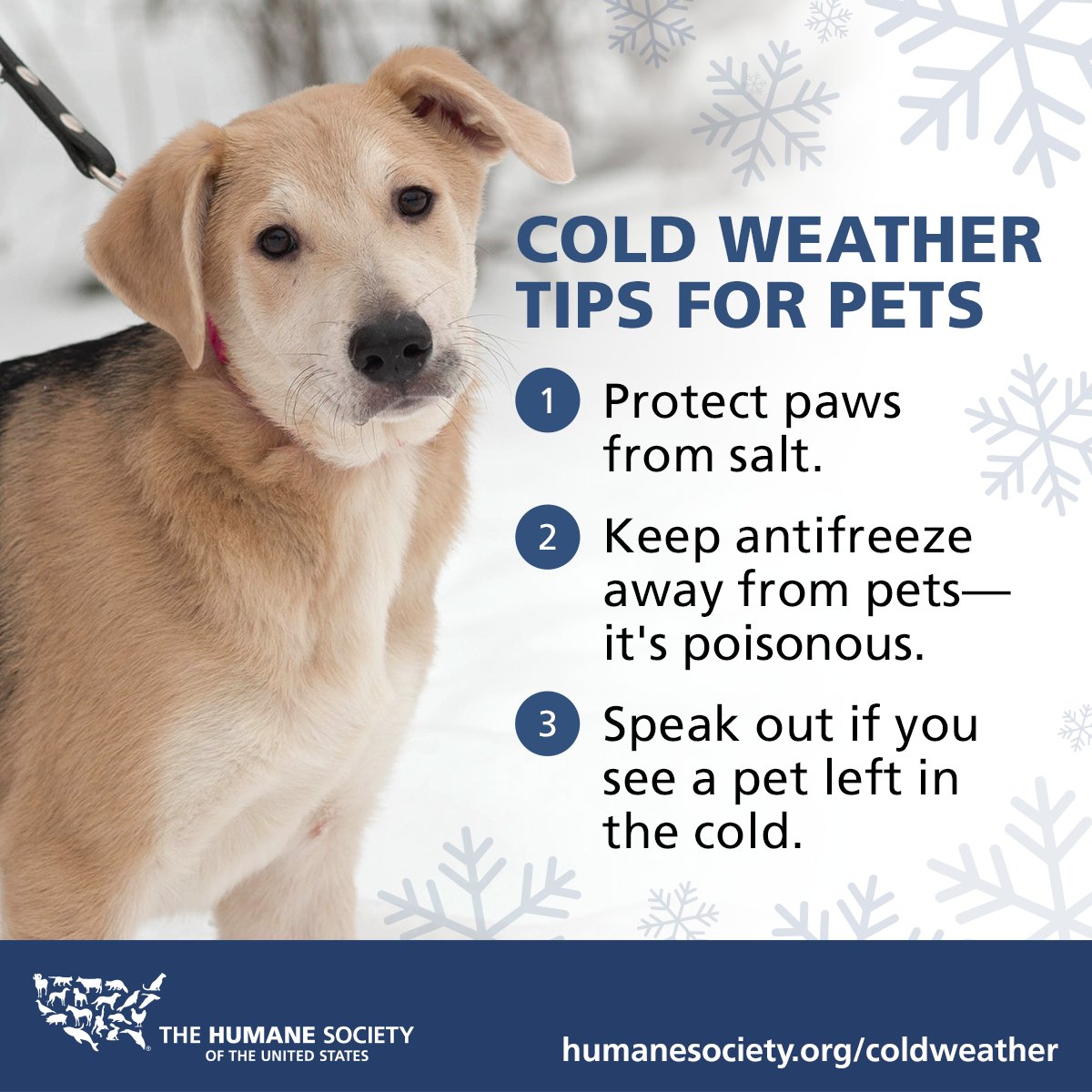 humaneworldorg's tweet image. Keep your pets safe this winter with these #coldweather tips! ❄️
