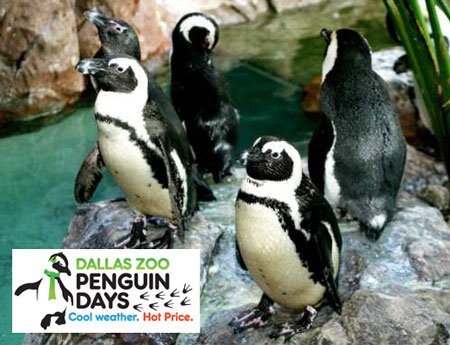 EmergencyDallas's tweet image. Visit adorable penguins &amp;amp; other animals @DallasZoo for just $7 starting this month through February! ow.ly/4oyH307KV2j #PenguinDays