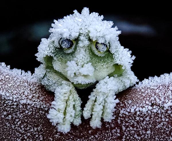 TheStockCoach's tweet photo. Alaskan Wood frogs belong to a small group of animals that can freeze but not die. Think traders feel like this when left out of a big move https://t.co/rZliiqVr5g