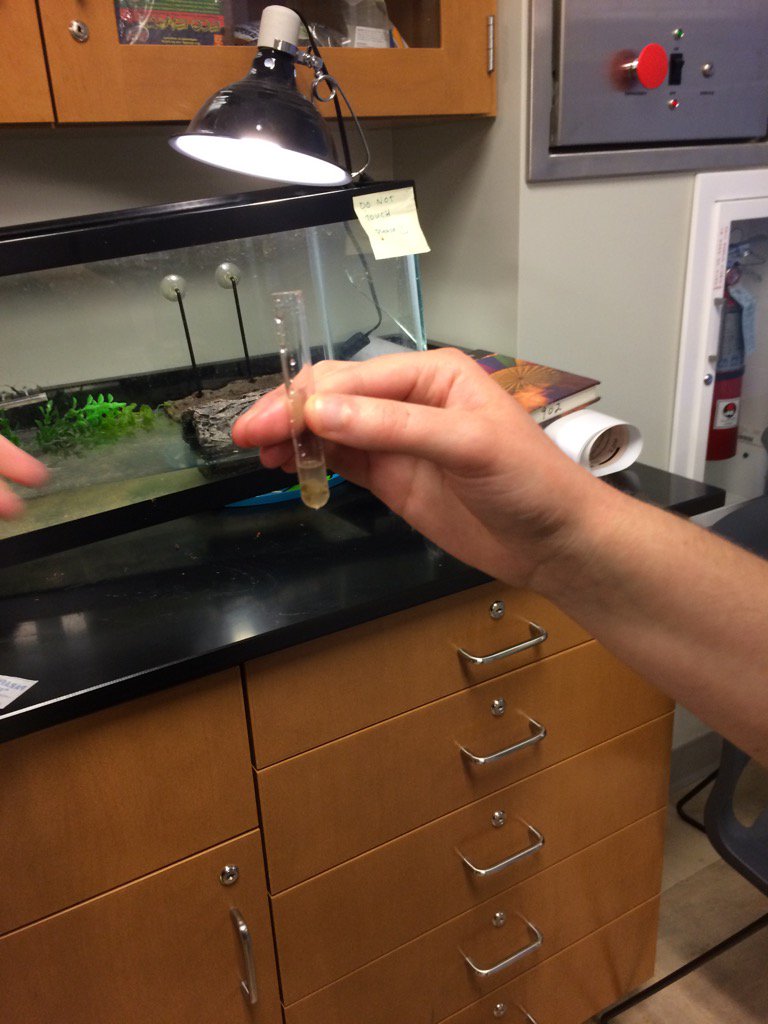 TuftsBioSeq's tweet photo. Today we collected Blanding Turtle poop from Medford high. Go fecal microbiomes! https://t.co/esQjf1v1hM