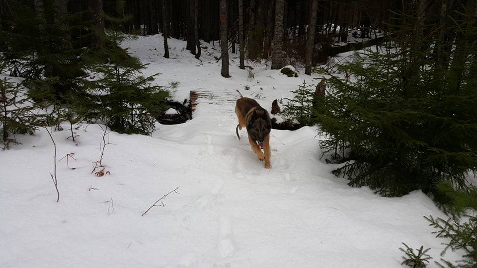 SebagoRegion's tweet image. #hikerchat Best hiking buddy in #Maine Happy New Year to hikers everywhere!