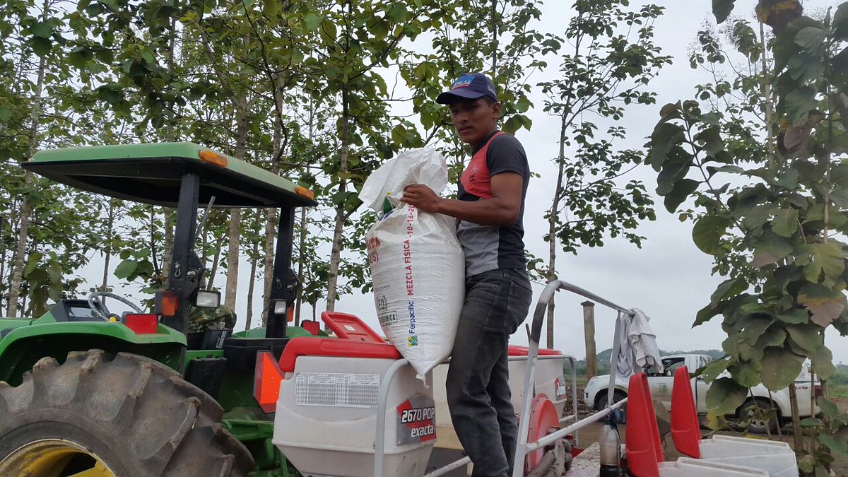 modernagroec's tweet photo. Inician las siembras nuestros clients recibieron créditos y smbraron a tiempo No t queds fuera aprovecha y contacta al técnico @modernagroec https://t.co/GWv7vTSa8k