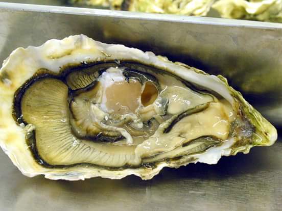 как выглядит устрица фото. двустворчатые моллюски устрицы. устрица гигантская дальневосточная. устрицы черноморские. как выглядит устрица фото.