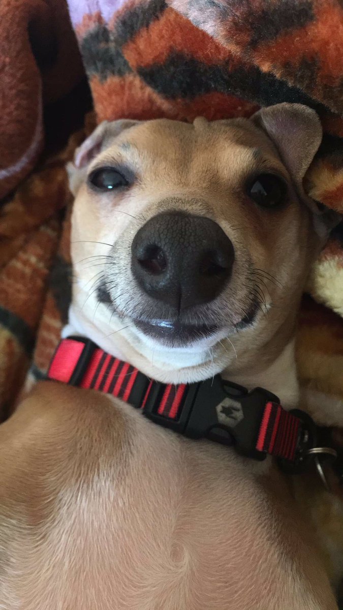 What Kind Of Dog Is Peach Jenna Marbles