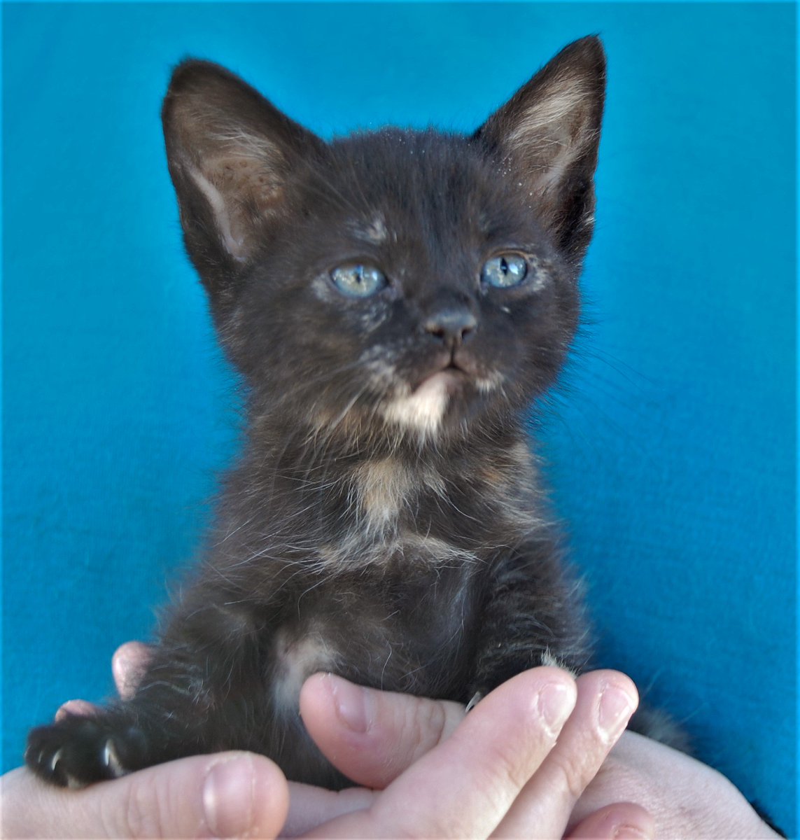 NevadaSPCA's tweet image. Marigold &amp;amp; her brothers found in a garden shed in near-freezing temperatures.
Foster home needed please!
nevadaspca.blogspot.com/2017/01/marigo…