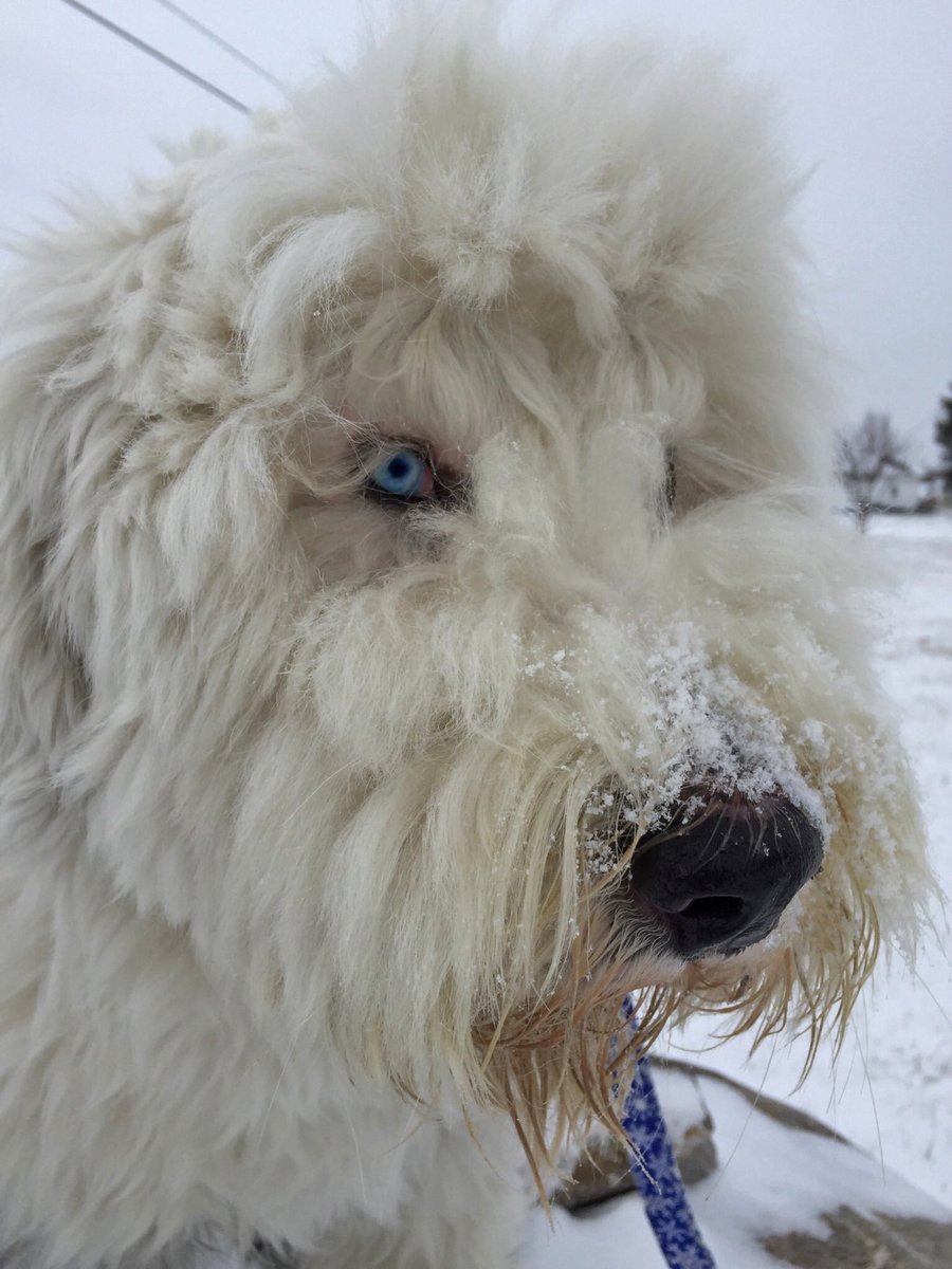 shindig_sam's tweet photo. I'd write my name in the snow, but...I'm a dog. #dogscantspell #donteattheyellowsnow #peeonallthethings https://t.co/wnPwDjMW8R