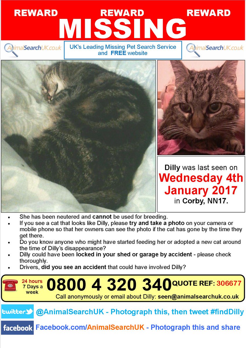 PLZ RT <a href="/ChronandEcho/">Northampton Chron</a> <a href="/NorthamptonNow/">Northampton Now</a> #missingcat #corby #northants #nn17 #FINDDILLY
animalsearchuk.co.uk/ALP306677