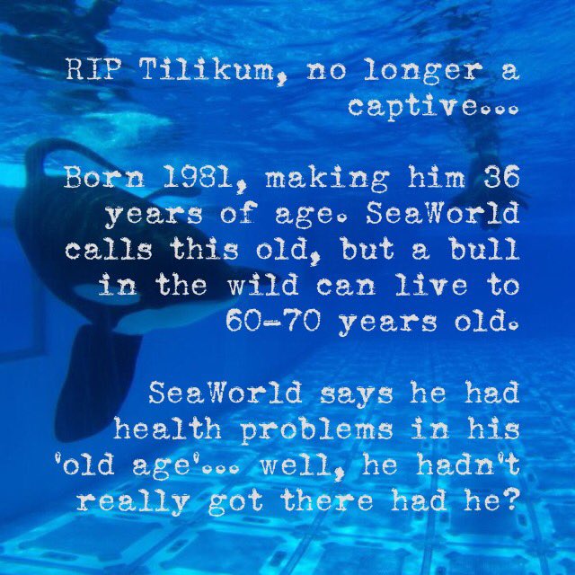 annelf1's tweet image. #Orca #Blackfish #SeaWorldSucks #SeaWorld #SeaWorldCares #SeaWorldOfHurt
