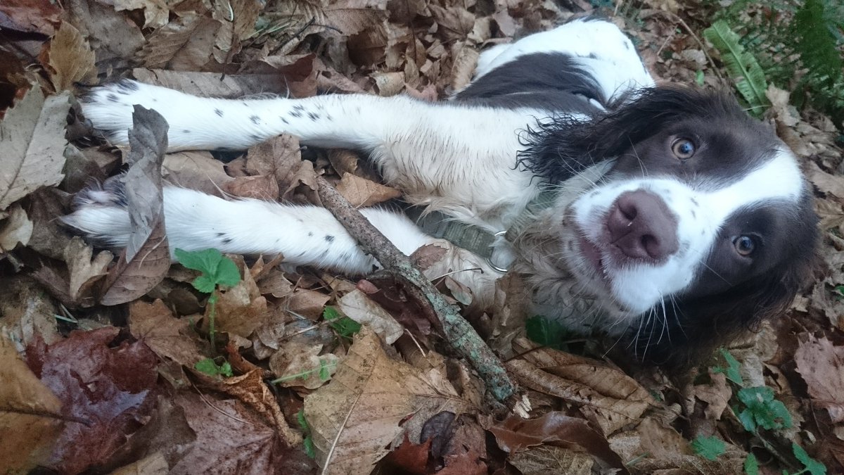 GardenHound's tweet photo. Being cute as can be helping Garden Lady ina woods today #springer #spaniel #growingup https://t.co/fO2awzklPD