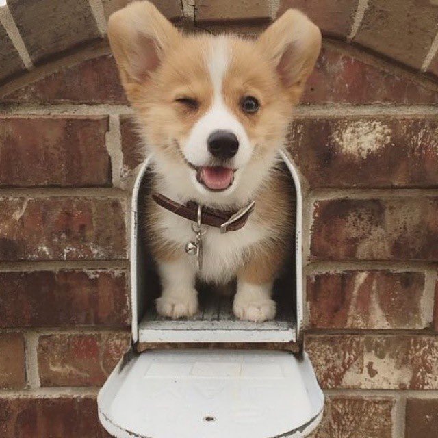 StrangeMailOnly's tweet image. We can't mail dogs. But we will mail just about anything else! 

*many restrictions apply ;)