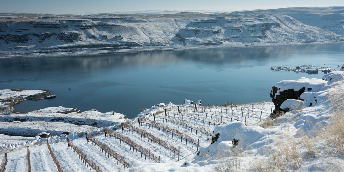 Wa_State_Wine's tweet image. During this cold snap, growers have got their grapevines’ backs thanks to research funded by the #WaWine industry.
