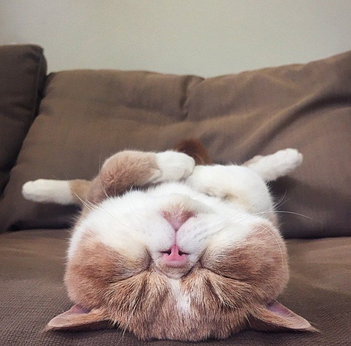 KohaPet's tweet photo. "I'm gonna hold my breath until you say yes" -πΊ
#determinedcat #funnycat #kohapetfood #cleanformulas #nutritionforcats #catlife https://t.co/kw3NJyFgy8
