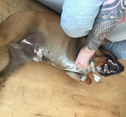 Epsom Canine Rescue 🐶 tweet media