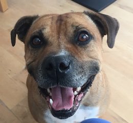 Epsom Canine Rescue 🐶 tweet media