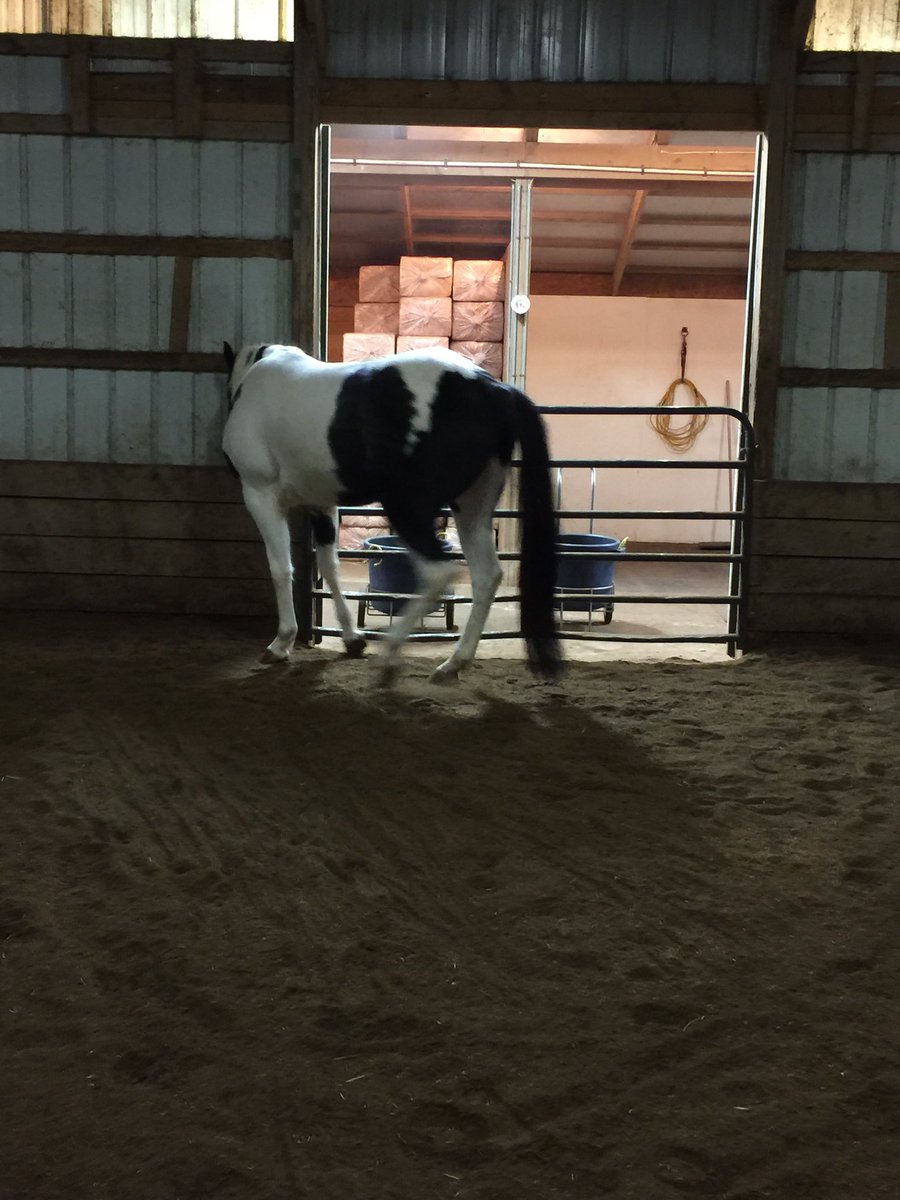HeirApparent71's tweet photo. This horse of mine #lightningscar #boowholived https://t.co/j6lrx9yC1z