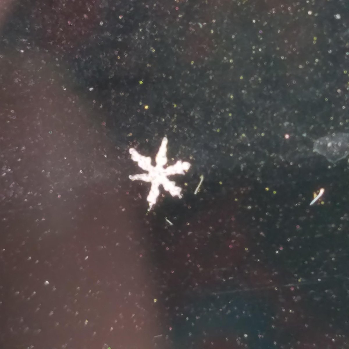 KLTV7's tweet photo. Viewers are submitting beautiful pictures of the snow. #etxwx Submit yours by using #Sendit7 or emailing sendit@kltv.com https://t.co/Y3WCzhyg3D