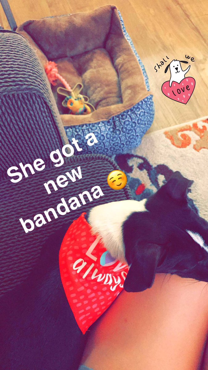 emillyhays's tweet photo. Can't get enough of my rescue pup❣️ https://t.co/1IWdRRgmIW