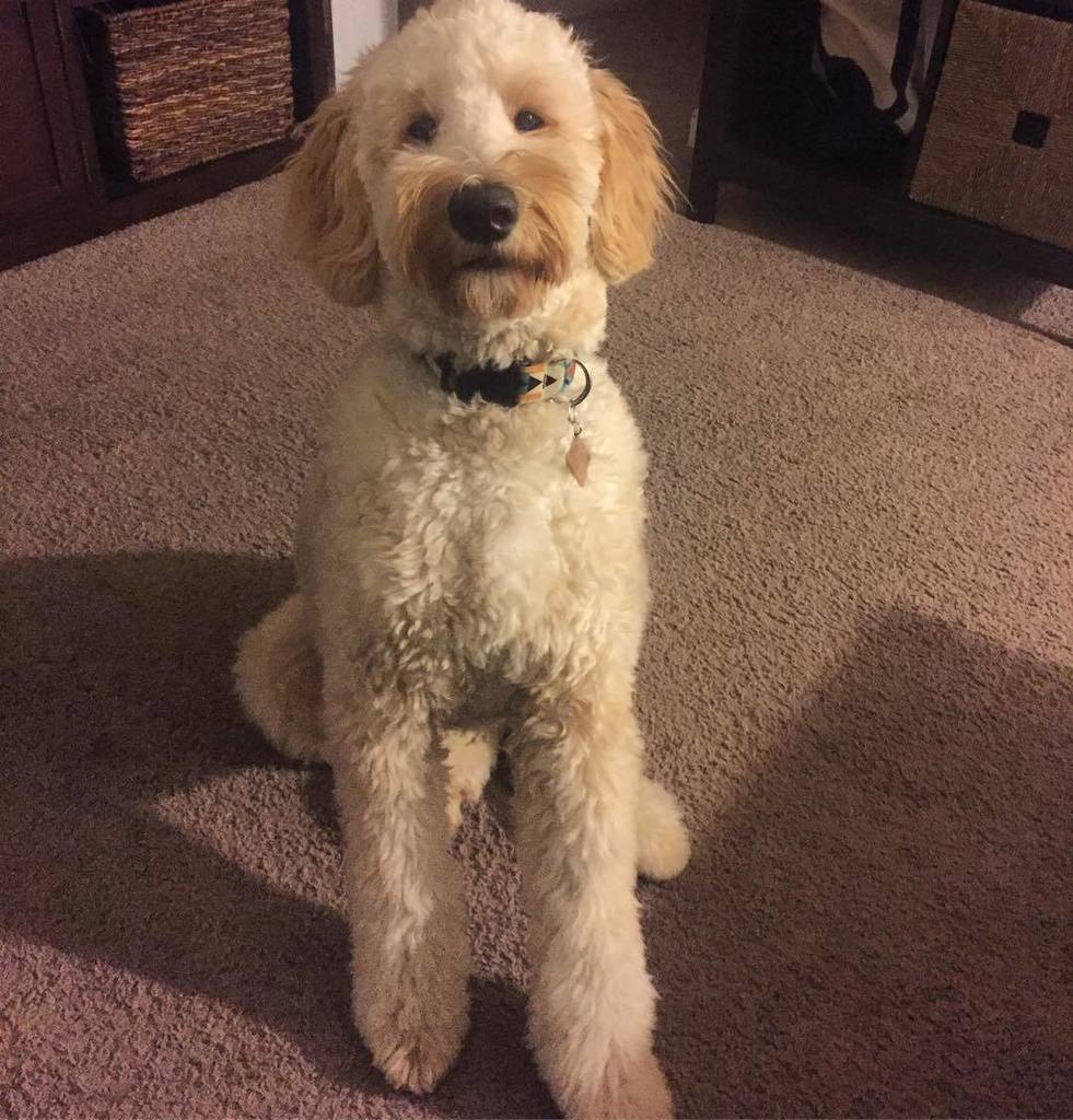 leo_doodcaprio's tweet photo. The Doodle Diet: get a haircut, lose 5 lbs. https://t.co/tO9Ih4pzPY https://t.co/1RVD3PwvrP