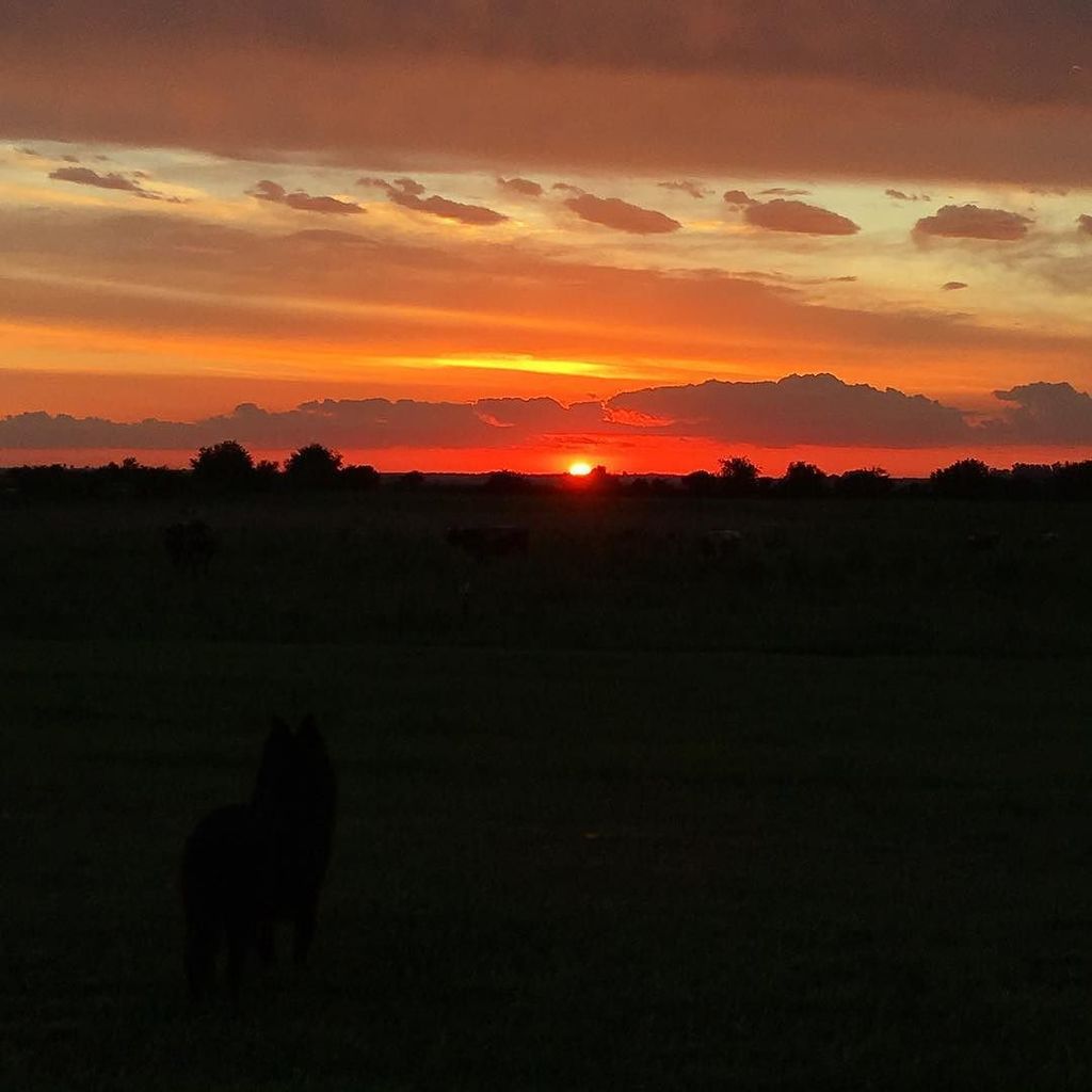florbourguet's tweet photo. ¡Guau!
#Atardecer #EntreRios #MeCaigoDeCulo (?) https://t.co/0ZiIUcrjCt https://t.co/JfSAbPrOTb