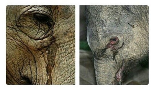 NoviosSexuales's tweet photo. Aunque no hablen ellos también siente igual que nosotros, like si estas en contra del maltrato animal. https://t.co/6FzTvG6ovT