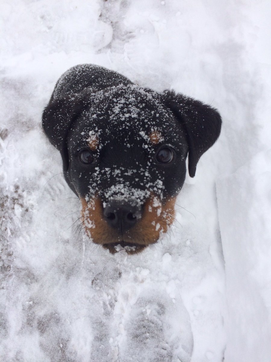 eric5280's tweet image. Snow day!