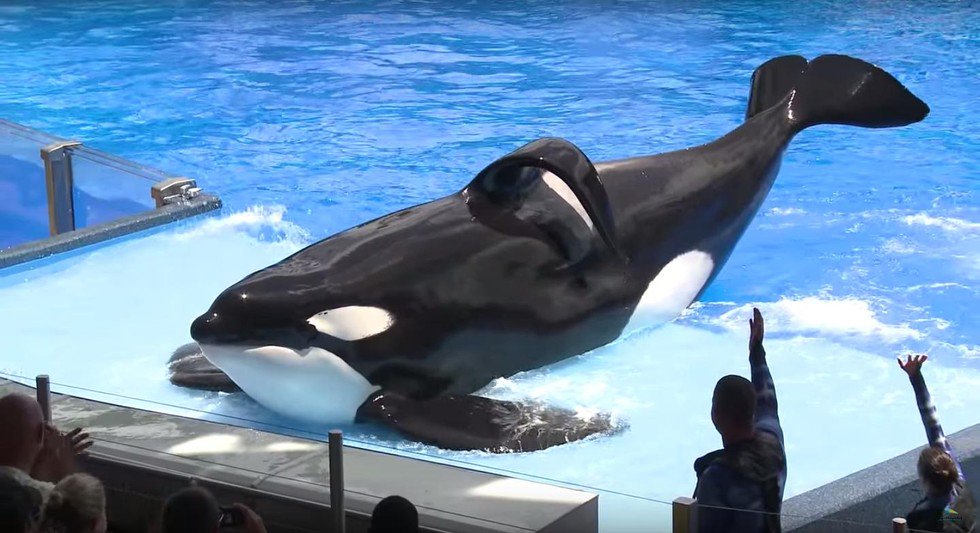 Solarium1101's tweet photo. RIP Tilikum! You endured isolation &amp; abuse, but you inspired &amp; brought about real change! #Blackfish https://t.co/tgsBan6e3Y https://t.co/Q2MLhqHrv5