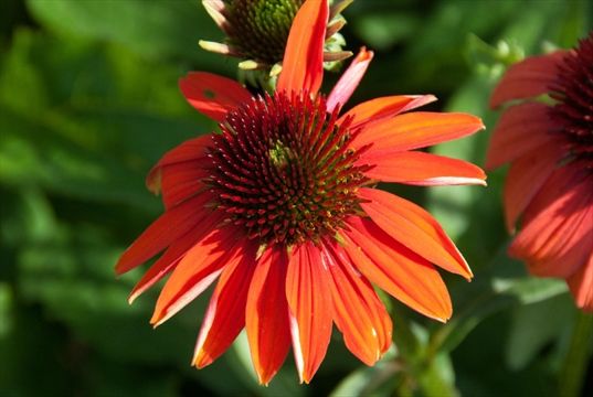 TheSpec's tweet photo. RENWALD: Ditch the January blahs — go gab with a gardener
> https://t.co/1dn6Etcgiq https://t.co/zVkQL0DkMk