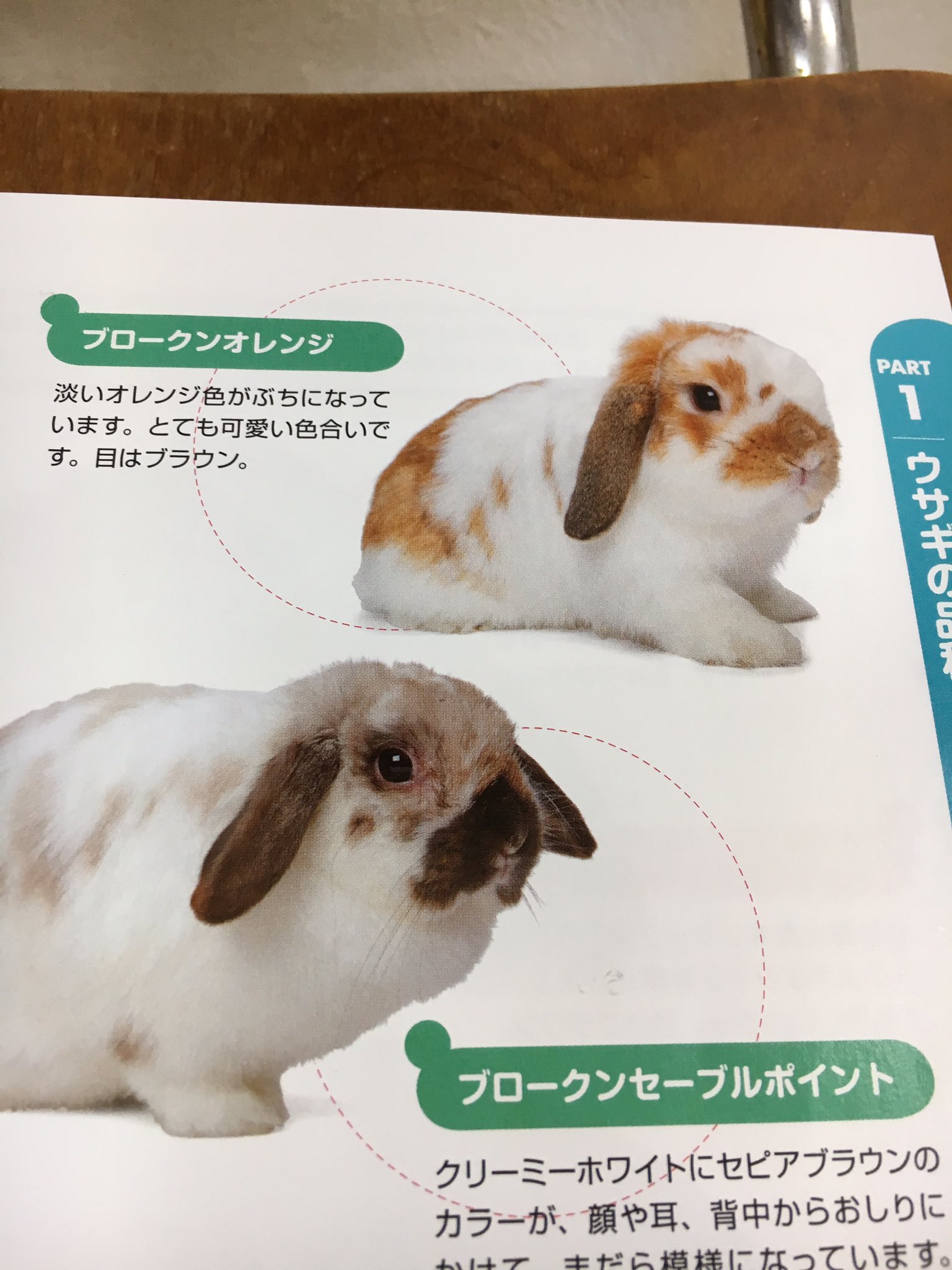うさぎカフェchocolate Otter A Twitter 仔うさぎ販売 ホーランドロップ 生後40日のためオスメス判別不可 カラー ブロークンオレンジ 価格 68 000円 ホーランドロップの中でも人気の高いブロークンオレンジが入荷します 来週引き取りで再来週販売予定です うさぎカフェchocolate Otter A Twitter 仔うさぎ販売 ホーランドロップ 生後40日のためオスメス判別不可 カラー ブロークンオレンジ 価格 68 000円 ホーランドロップの中でも人気の高いブロークンオレンジが入荷します 来週引き取りで再来週販売予定です