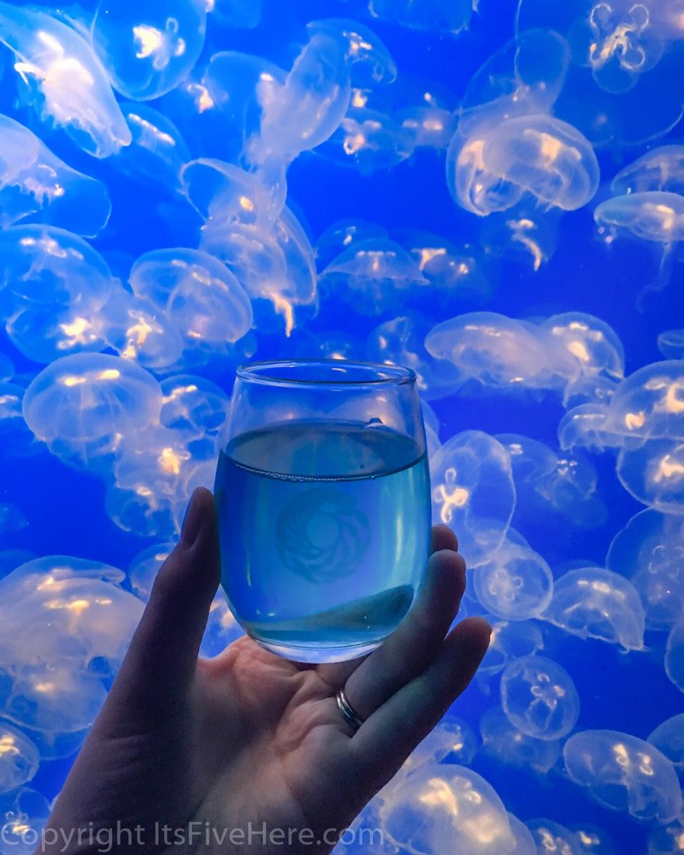 itsfivehere's tweet photo. The universe in a glass of #wine 🍷 Can't wait for #cookingforsolutions in 2017 @montereyaq #montereybayaquarium https://t.co/jBZkzGsHLj