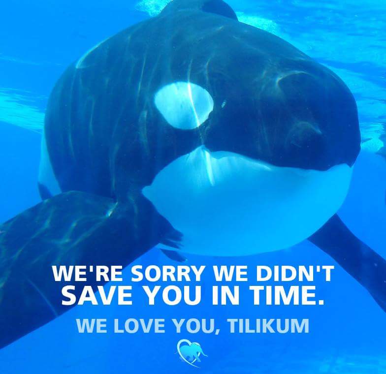 Mistikrose's tweet photo. #Balckfish #tilikum #seaworldsucks https://t.co/JjsDaxYREZ