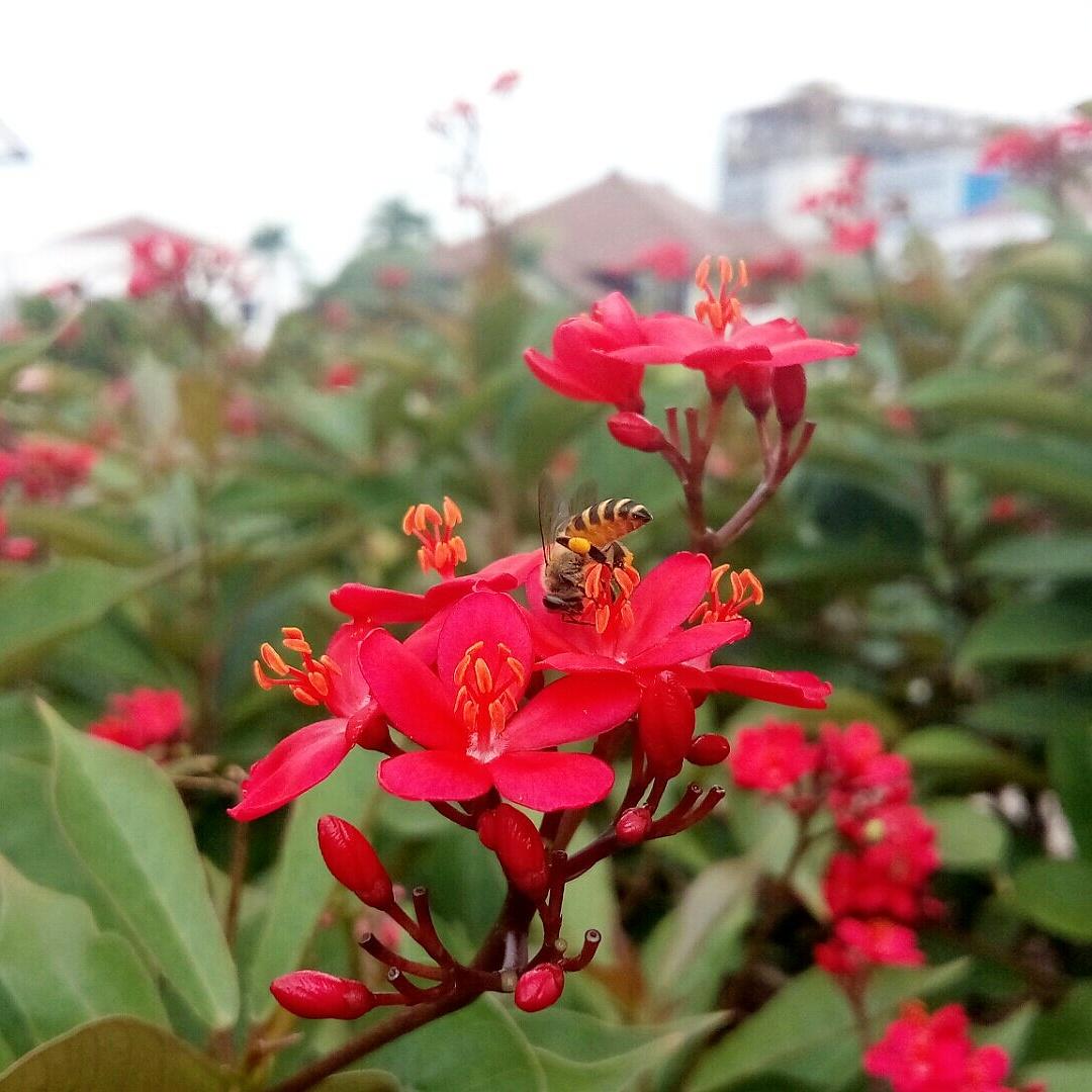 ragdvr's tweet image. Lebahnya oleng, pulang pagi soalnya.
Foto pake #FlashPlus2 @flash3c_id 
Burst Mode
Cropped
Poles dikit