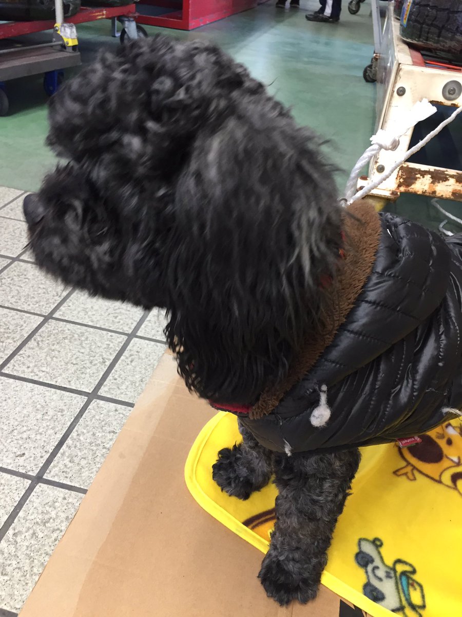 yukinan0613's tweet photo. 愛知県一宮市西出町58-1
道に迷い犬がいました。
服もちゃんと着てるし
首輪も付けてたので
飼い主さんいると思います。
一宮市警察に連絡して
ひきとってもらってます
拡散してください。。😢😢
わんちゃん泣いて震えてました。 https://t.co/P8uSIBGQBY