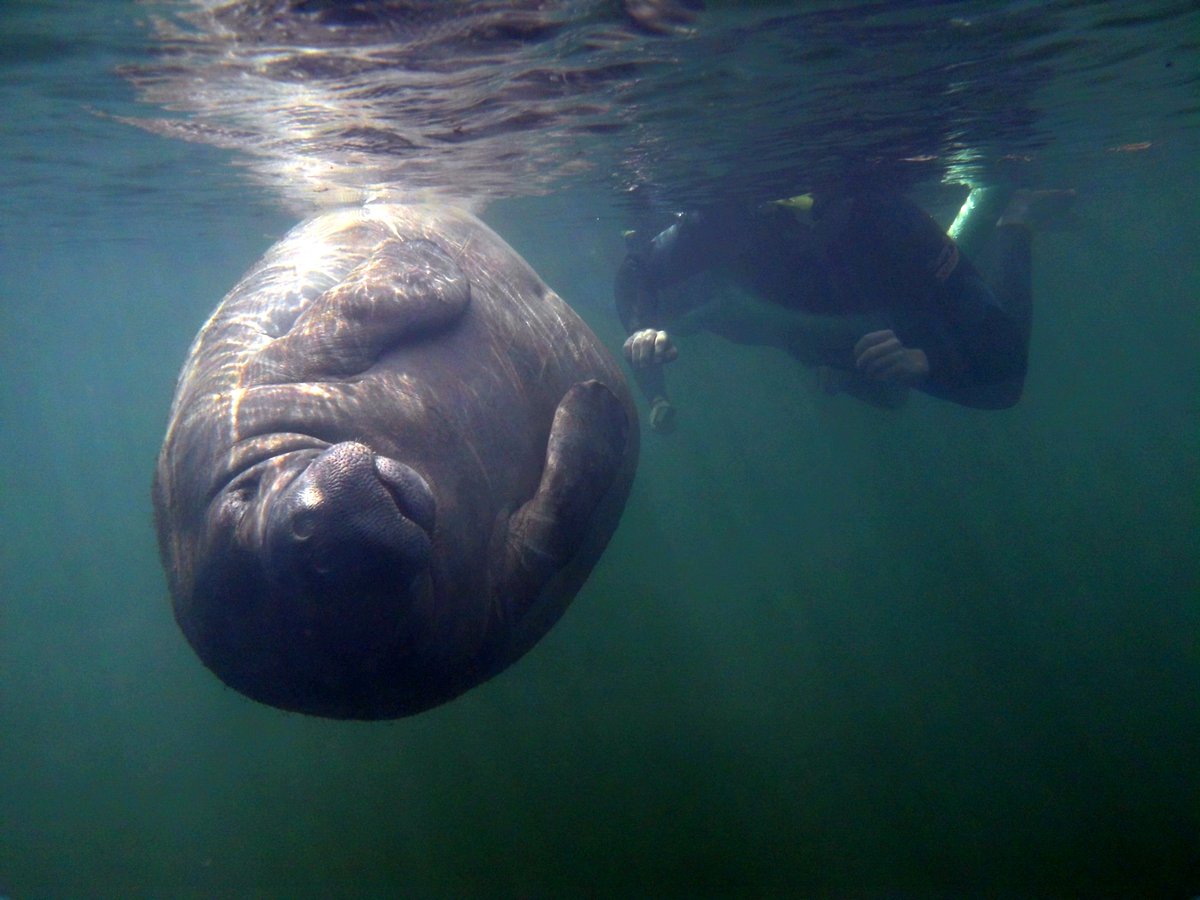 RiverSafaris's tweet photo. Manatees are very graceful swimmers and love showing off for us in the water. This one was so friendly it wouldn't leave us alone. https://t.co/GLM35QgvcG