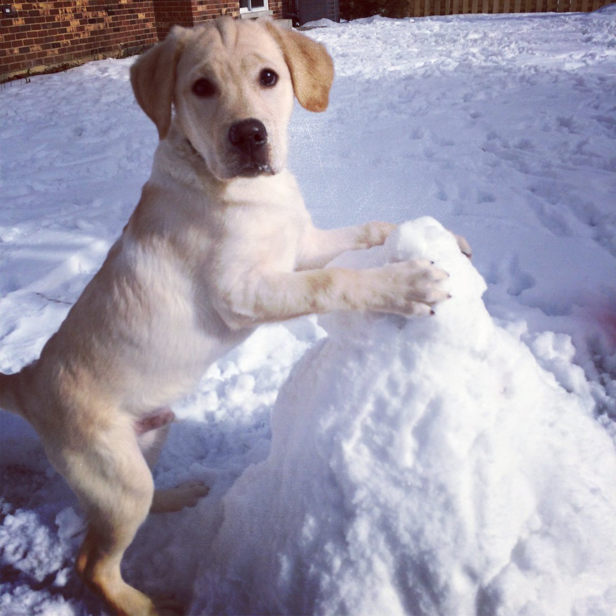 dogpiceveryday's tweet image. Making the most of the snow