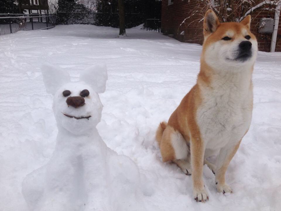 dogpiceveryday's tweet image. Making the most of the snow