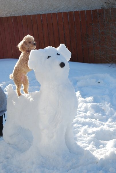 dogpiceveryday's tweet image. Making the most of the snow