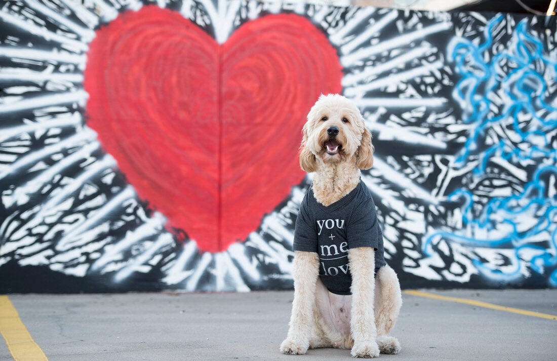 NelsonTheDoodle's tweet photo. Getting jazzed to take #vday photos with #DallasPaws tomorrow in #Dallas! โค๐โค Last years photos were perfect! ๐๐ https://t.co/EjhIev7A0F