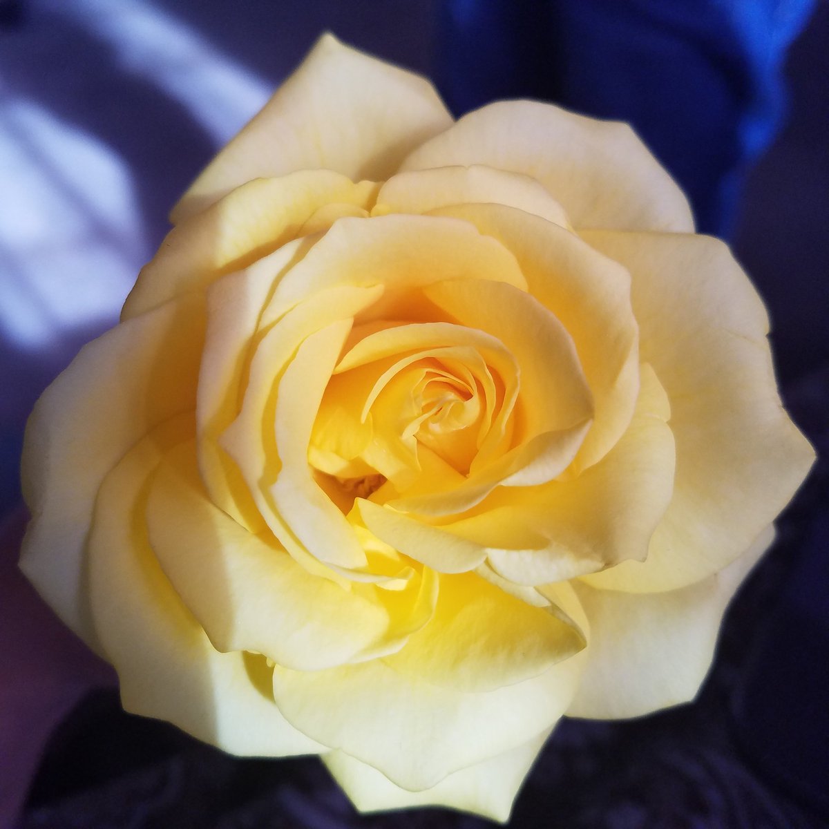 JessBeJoyful's tweet photo. #nofilter #picoftheday As a flowers beaty is seen most when its fully open, so ours can be seen when fully open to God. #JessBeJoyful #rose https://t.co/6h6kfS5v4F