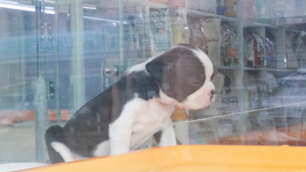 #프랜치불독#강아지#아기