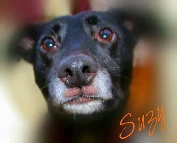 FindingFureverHomes tweet media