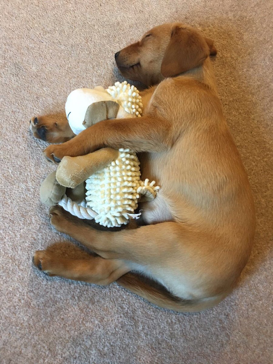 ajaypatels's tweet photo. Tell me he isn't cute... I dare you! 😍😍😍 https://t.co/Ljw75tf5fV