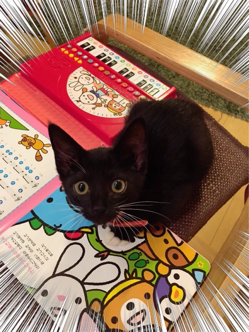 そんな棒キャットの飼い主の姉が描いている「猫とふたりの鎌倉手帖」3巻が今日発売です  #宣伝に無理があるよ 