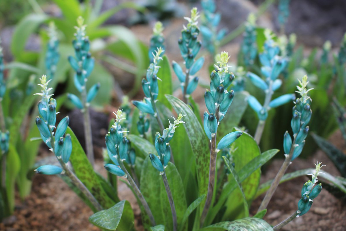 咲くやこの花館 No Twitter ラシュナリア ウィリディフロラ 南アフリカの球根植物 です お花は宝石のような水色で目を奪われます あのヒスイカズラの色とそっくりです 自然ではなかなかお目にかかれない綺麗な色なので ぜひ直接ご覧いただきたい 植物です