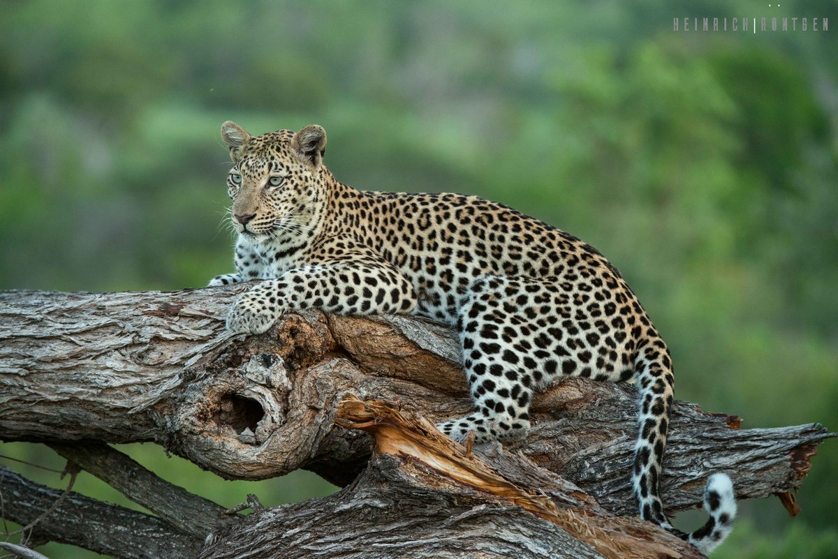 LeopardHills's tweet photo. Kelly Dam Female Leopard

#Leopard #Safari #wildlife #leopardhills #southafrica @GoToSouthAfrica @SeasonsInAfrica https://t.co/sipFIhA2yo