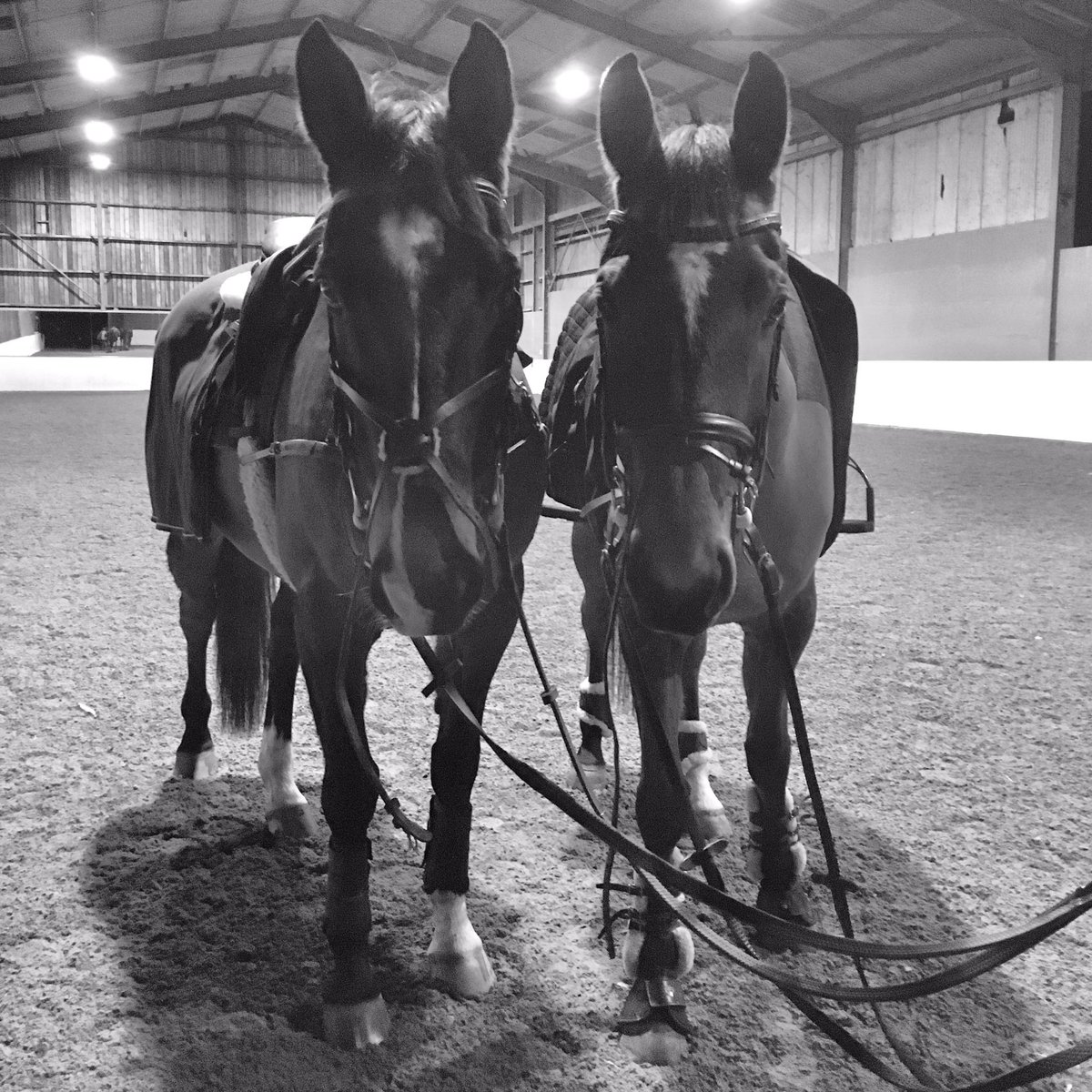 hellystevenson's tweet image. These two cuties always put a smile on my face..